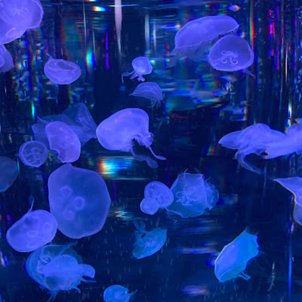 Meet your Posher, Sadie